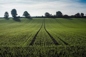 Dzierżawa gruntu